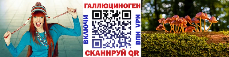 Купить где Гатчина Псилоцибиновые грибы Cubensis