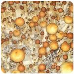Псилоцибиновые (галлюциногенные)  грибы Psilocybin "Golden Teacher" в Гатчине