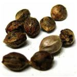 Семена марихуаны АК-47  (Seeds AK-47) в Гатчине